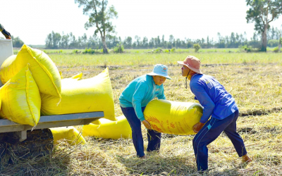 Nâng cao chất lượng gạo xuất khẩu từ Đồng bằng sông Cửu Long