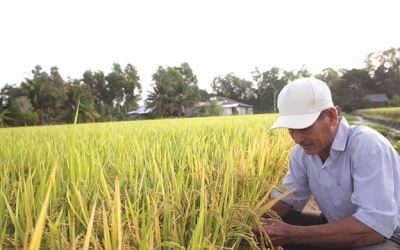  Vượt qua thách thức, gạo Việt Nam hướng tới giá trị cao trên thị trường toàn cầu