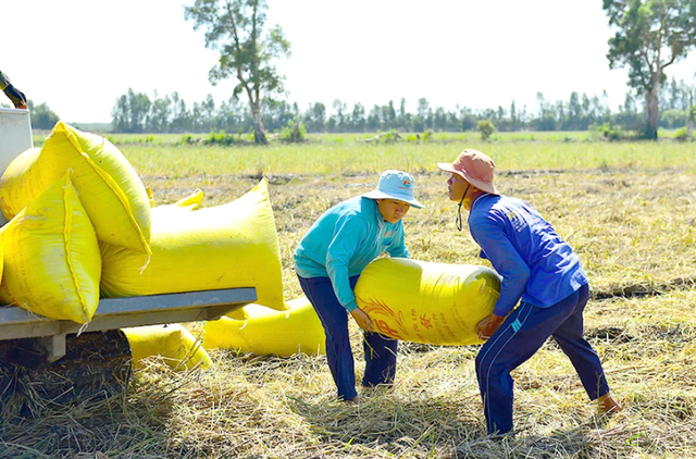 Vụ mùa của nông dân Đồng Tháp đạt được năng suất và lợi nhuận cao